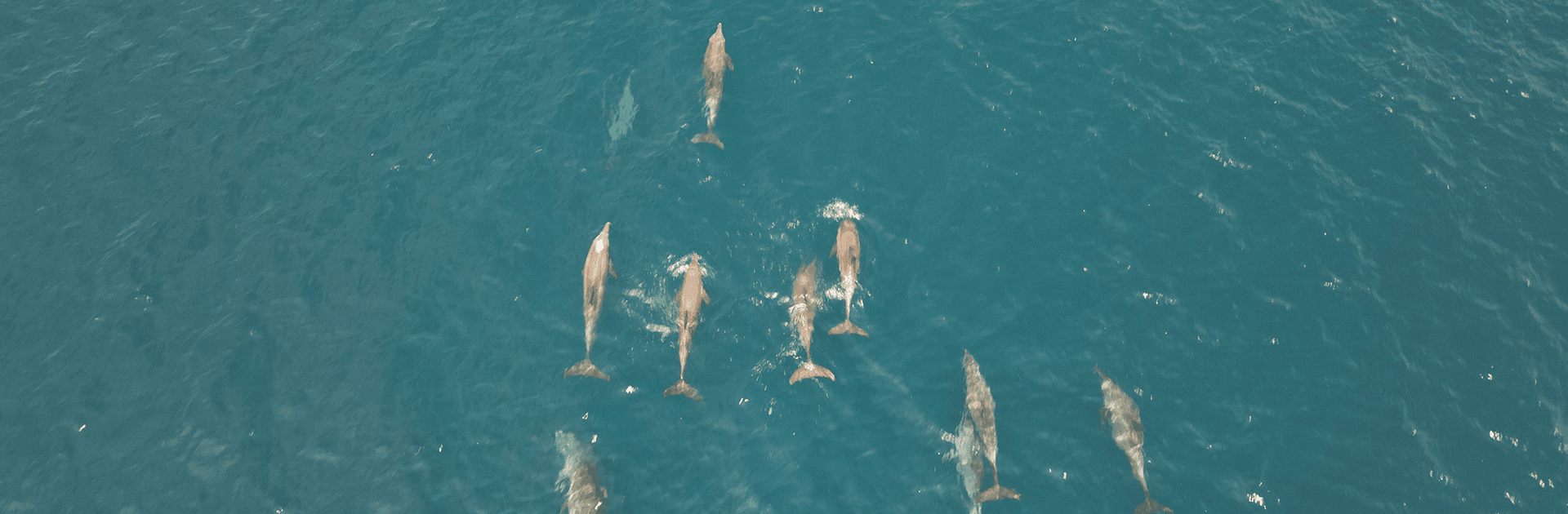 South Button Island Reef Explorer 1