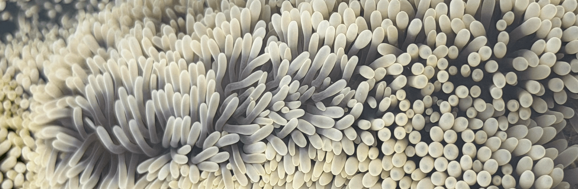 Intertidal Walk – Naturalist Guided Marine Exploration 1