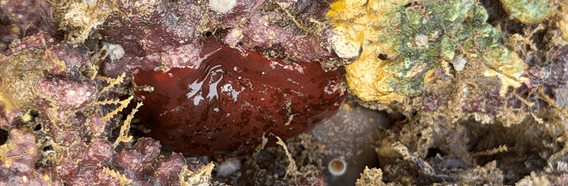 Intertidal Walk – Naturalist Guided Marine Exploration 4