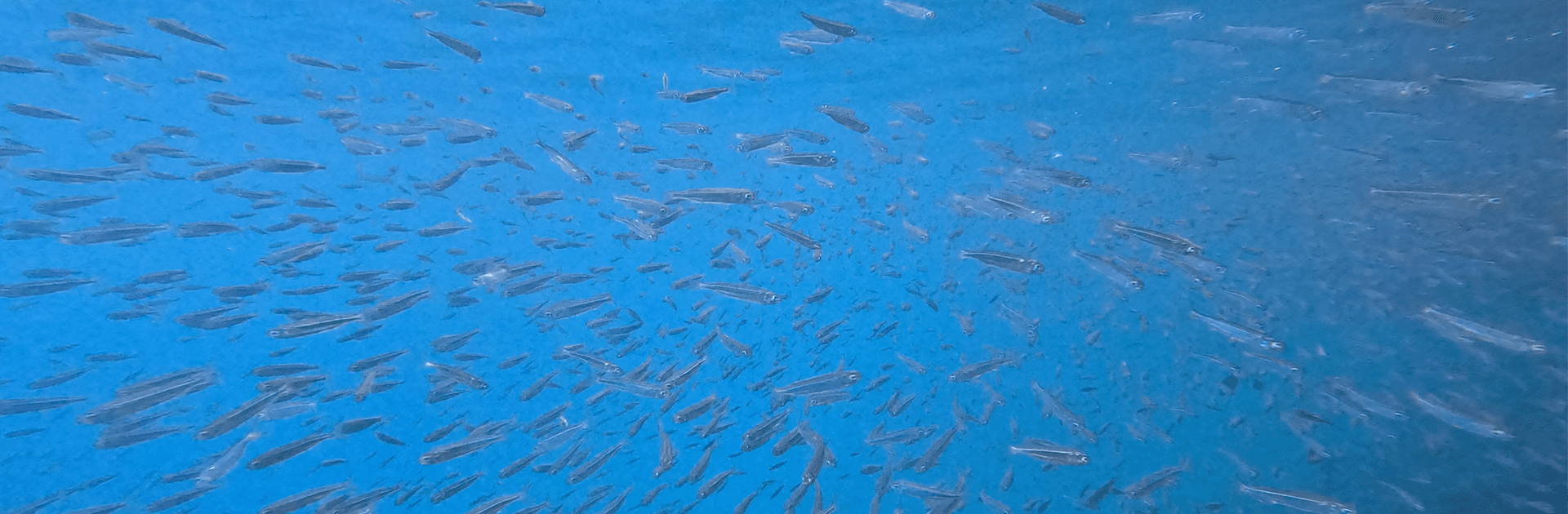 South Button Island Reef Explorer 4