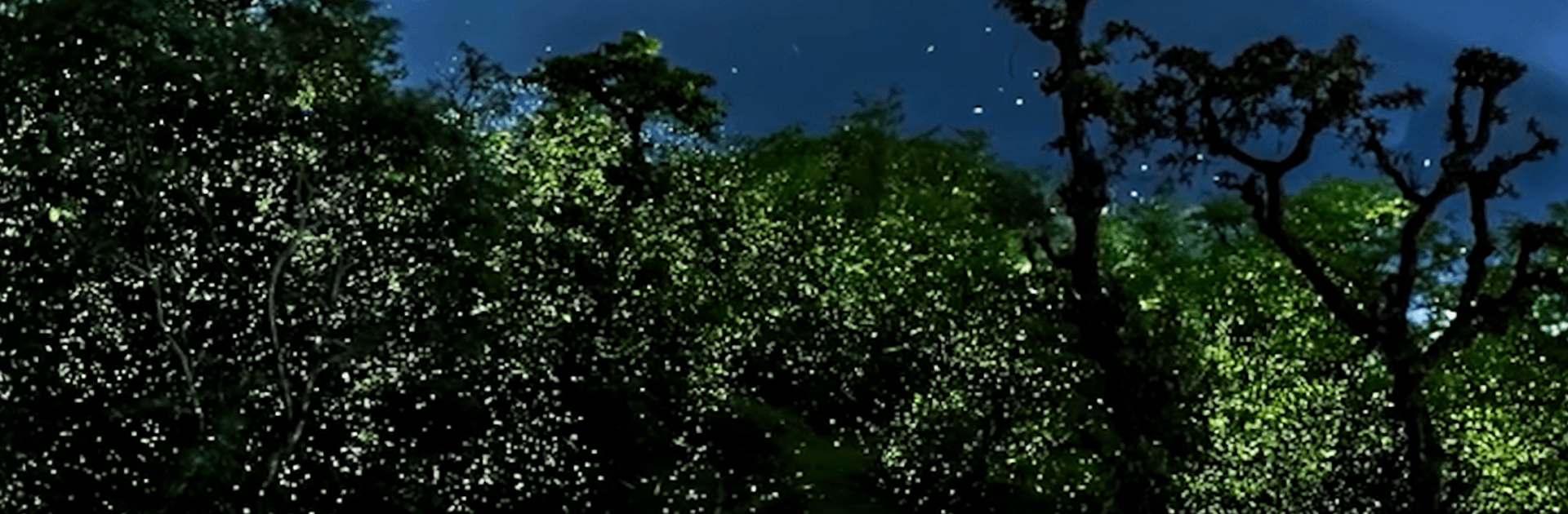 Bhandardara Fireflies Festival 2026 (Guided Forest Experience) 1