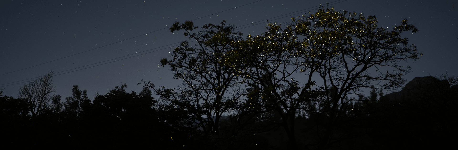 Bhandardara Fireflies Festival 2026 (Guided Forest Experience) 5